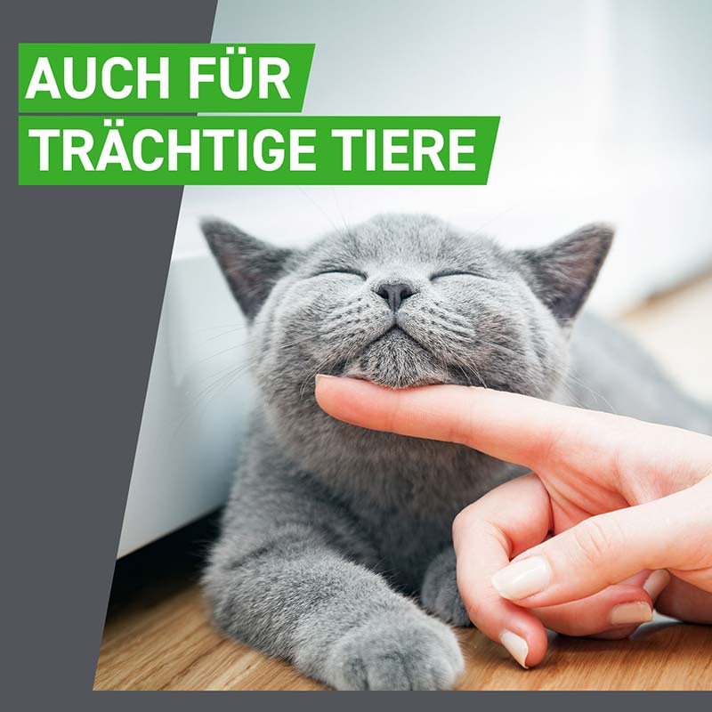 FRONTLINE COMBO KATZE 6 St. Kombischutz für Tier & Heim gegen Zecken, Flöhe & Haarlinge bei Katzen