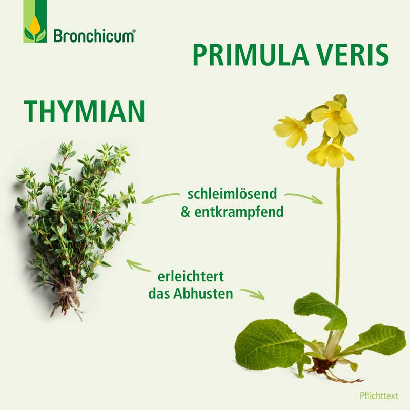 Bronchicum Tropfen 50 ml Tropfen