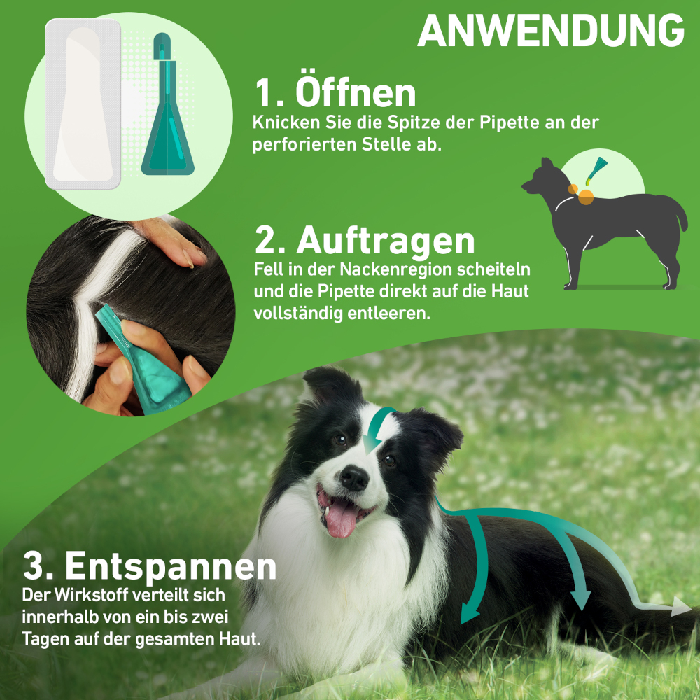 FRONTLINE COMBO gegen Zecken, Flöhe (Flöhe, Eier, Larven, Puppen) für Hunde M (10-20 Kg) 3 St Lösung