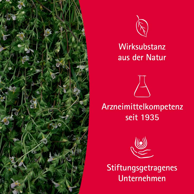 WALA Euphrasia Augentropfen 5X0.5 ml Augentropfen