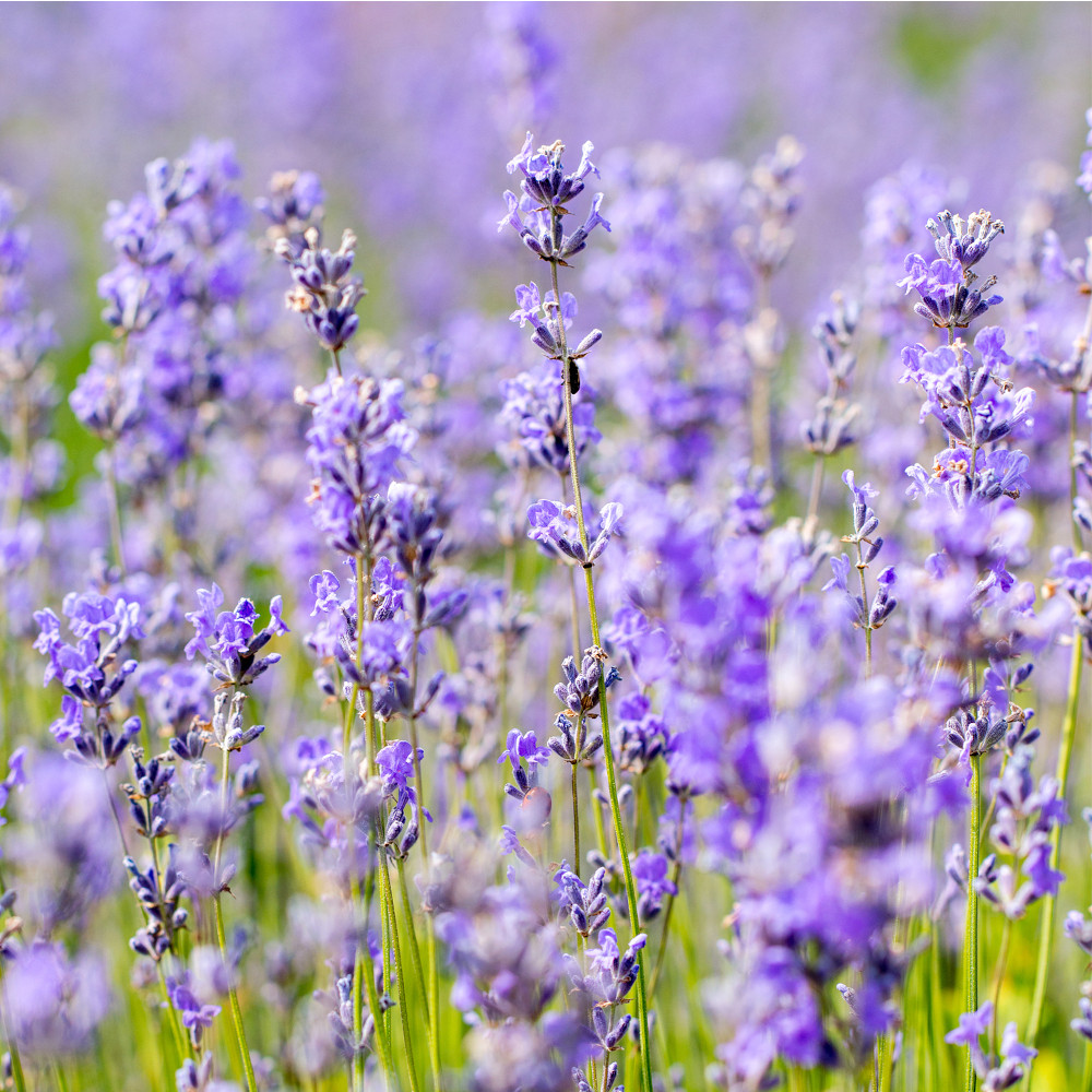 WELEDA Entspannendes Pflege-Öl LAVENDEL 100 ml Öl