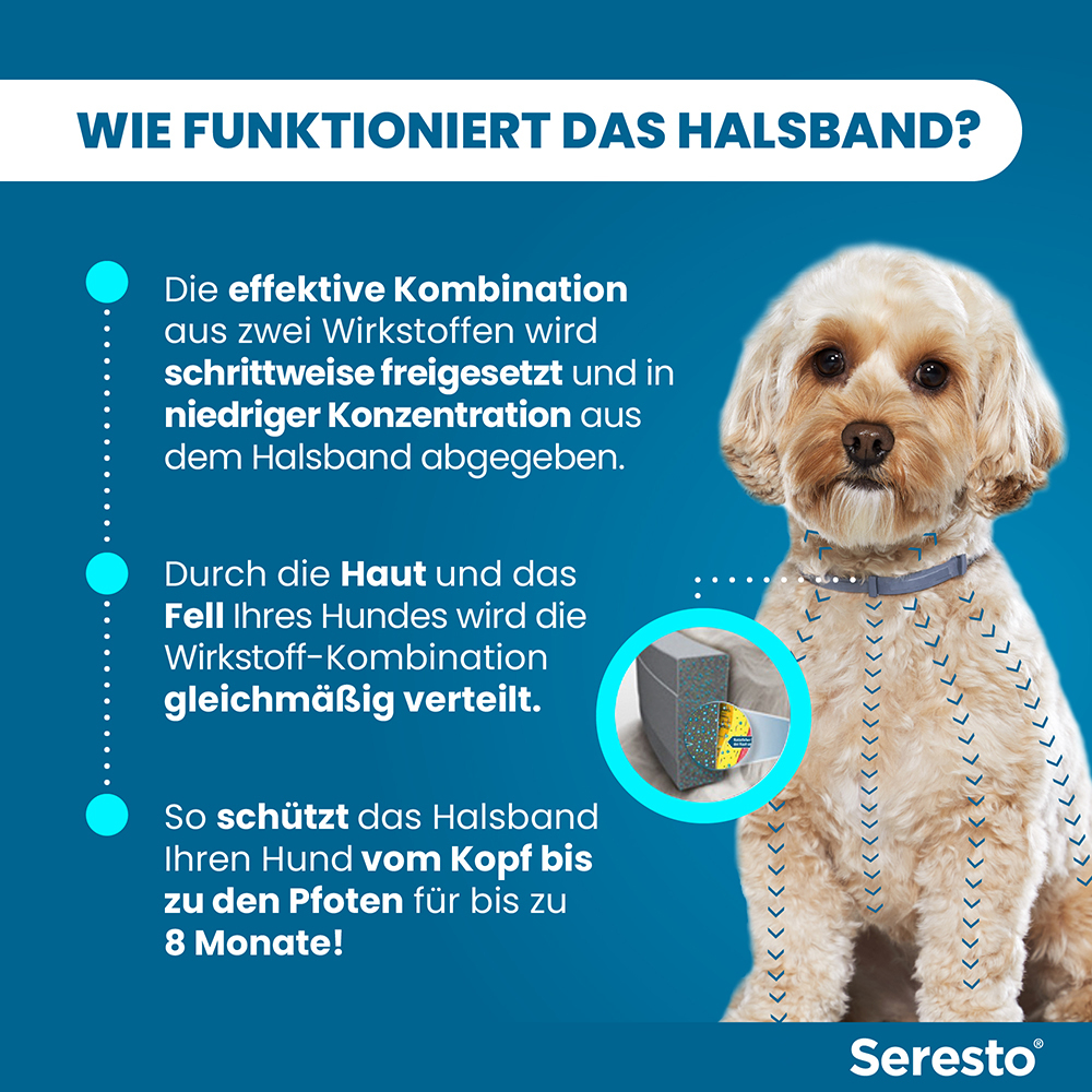 SERESTO 1.25+0.56 HUND BIS 8KG 1 St Halsband