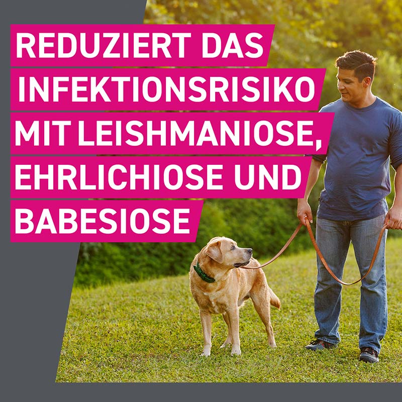 FRONTLINE TRI-ACT gegen Zecken, Flöhe und fliegende Insekten für Hunde XL (40-60 kg)  6 St Lösung