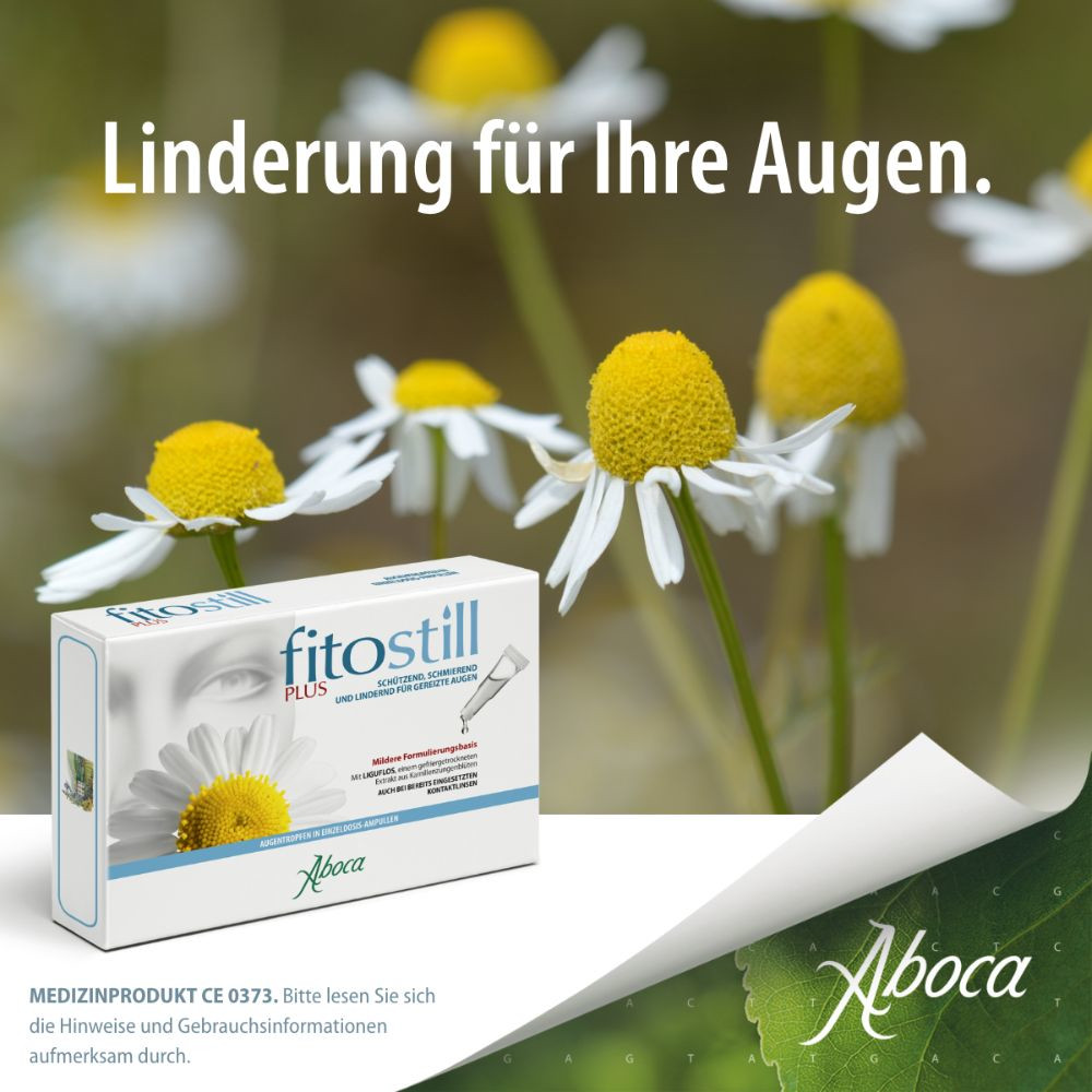 fitostill PLUS bei geröteten und überanstrengten Augen 10X0.5 ml Augentropfen