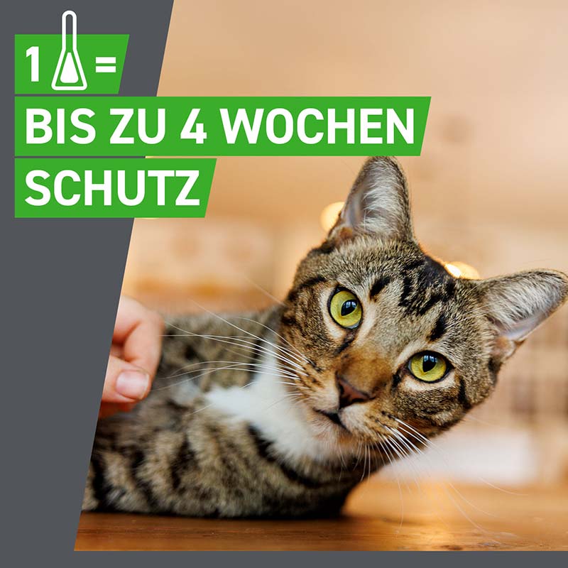 FRONTLINE COMBO KATZE 6 St. Kombischutz für Tier & Heim gegen Zecken, Flöhe & Haarlinge bei Katzen