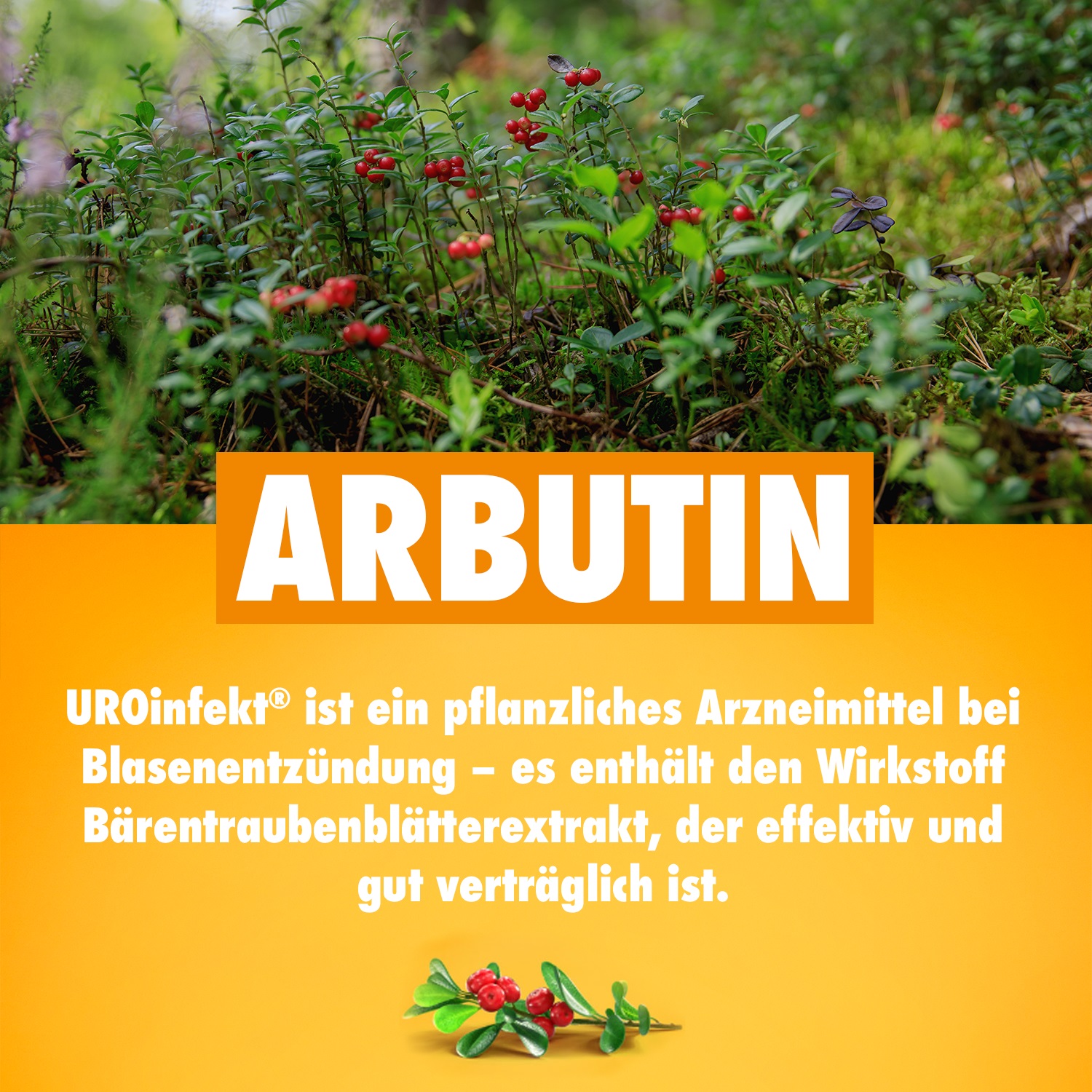 UROinfekt 14 St Filmtabletten