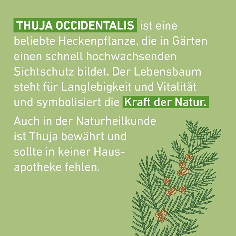 Thuja D12 Globuli Pflüger 10 g Globuli