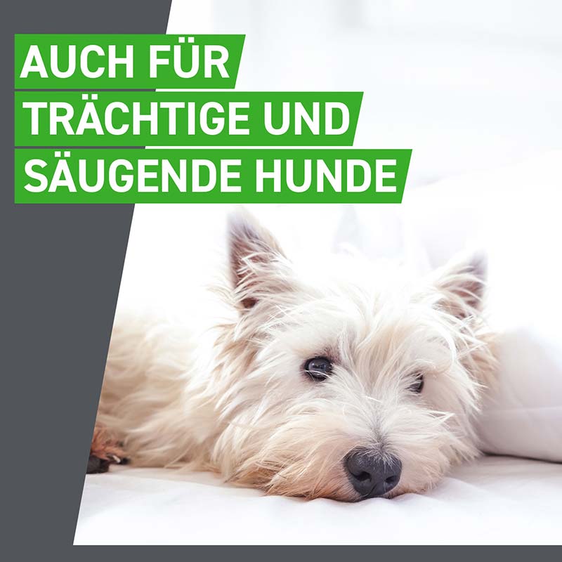 FRONTLINE COMBO gegen Zecken, Flöhe (Flöhe, Eier, Larven, Puppen) für Hunde S (5-10 Kg) 3 St Lösung
