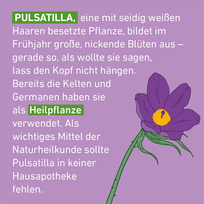PULSATILLA D12 Pflüger 10 g Globuli