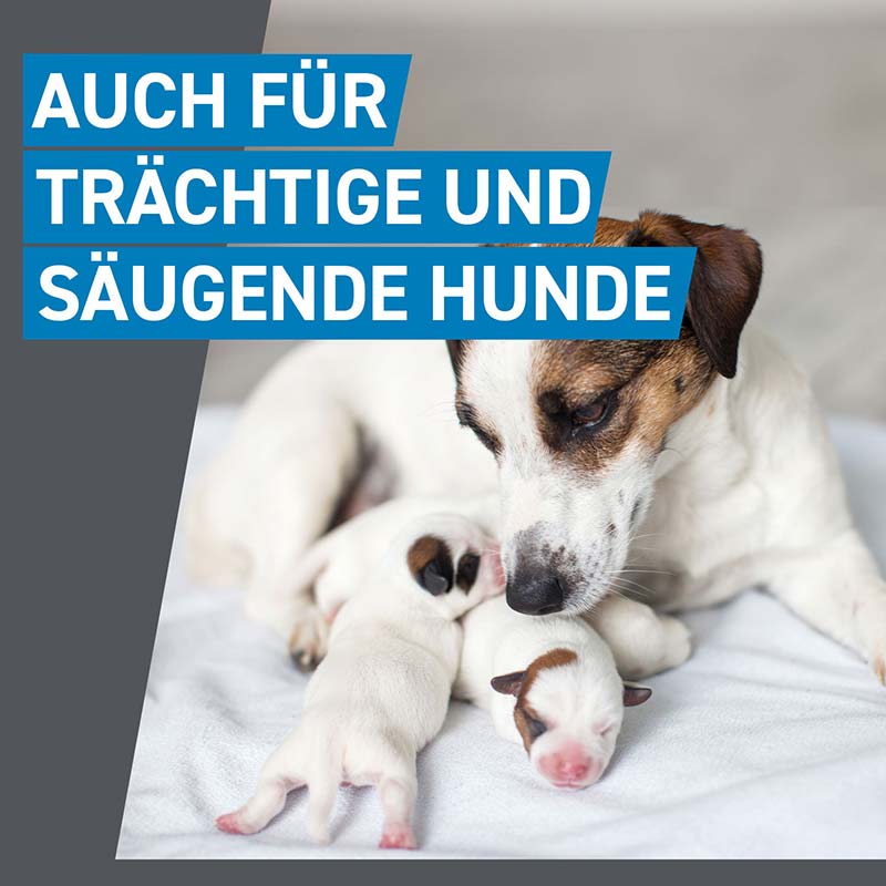 FRONTLINE SPOT-ON gegen Zecken, Flöhe und Haarlinge für Hunde L (20-40 kg)  3 St Lösung