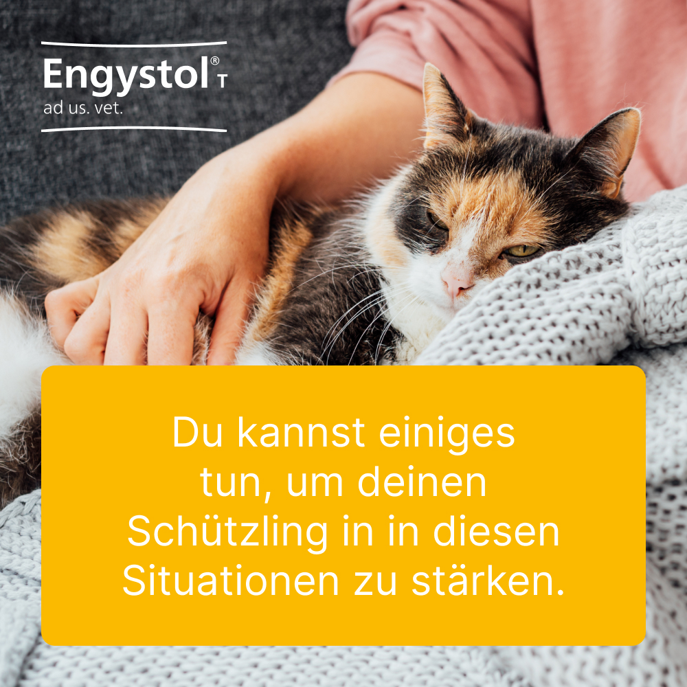 Engystol T ad us. vet. 100 St Tabletten