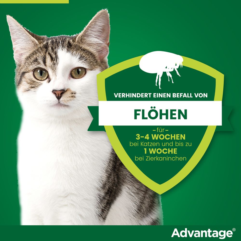 ADVANTAGE 80MG KATZE+ZIERKANINCHEN 4X0.8 ml Lösung