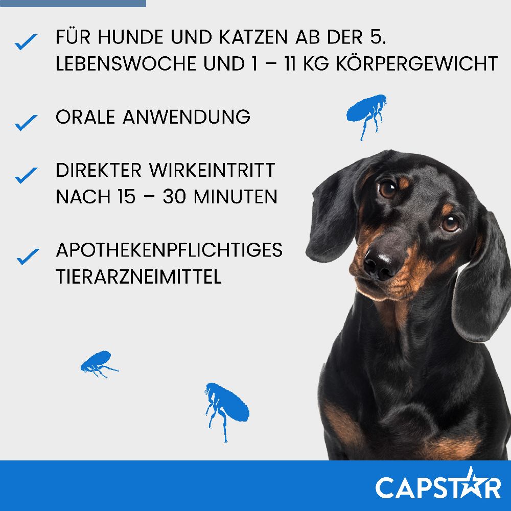 CAPSTAR KATZE + KL. HUND 6 St Tabletten