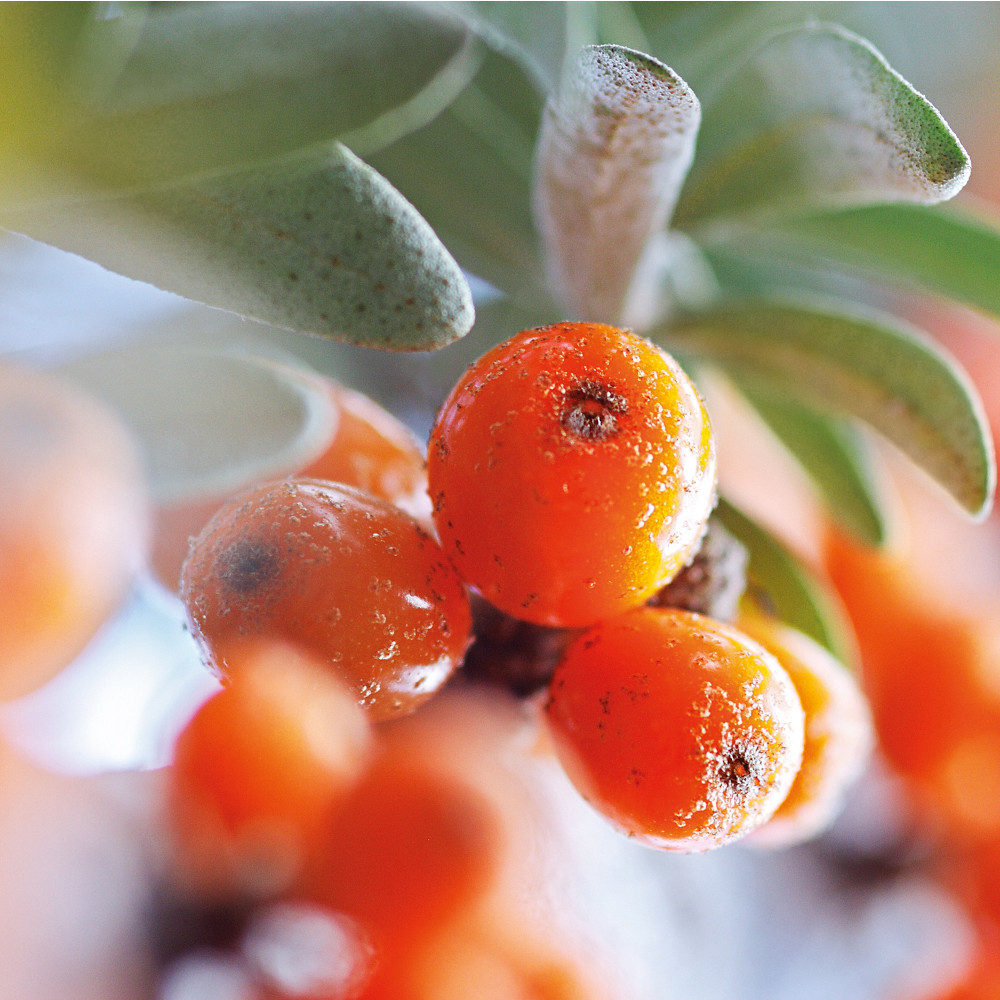 Weleda 24h Deo Roll-On Sanddorn 50 ml