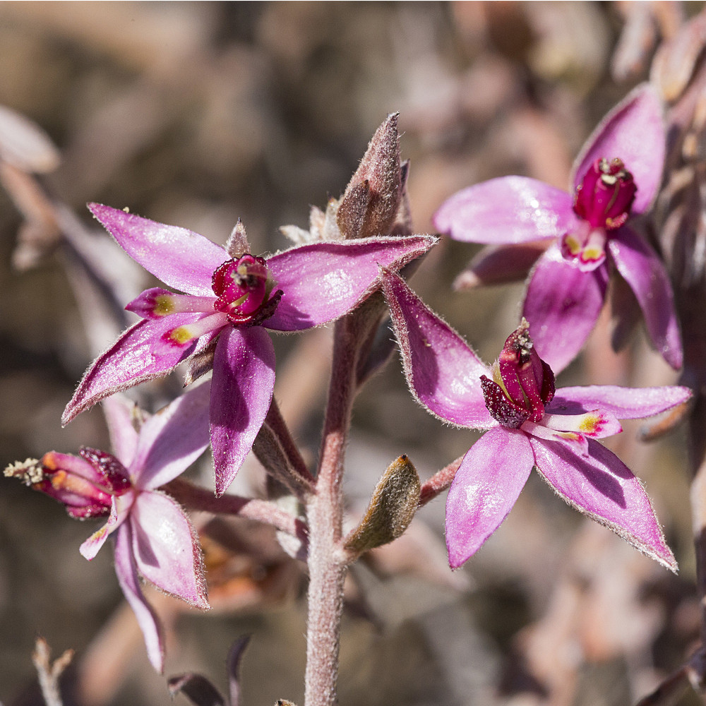 WELEDA Ratanhia Mundwasser 50 ml Mundwasser