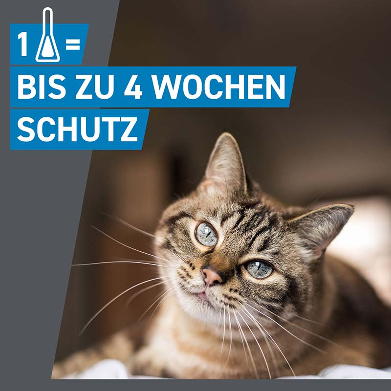 FRONTLINE SPOT-ON gegen Zecken und Flöhe für Katzen 6 St Lösung