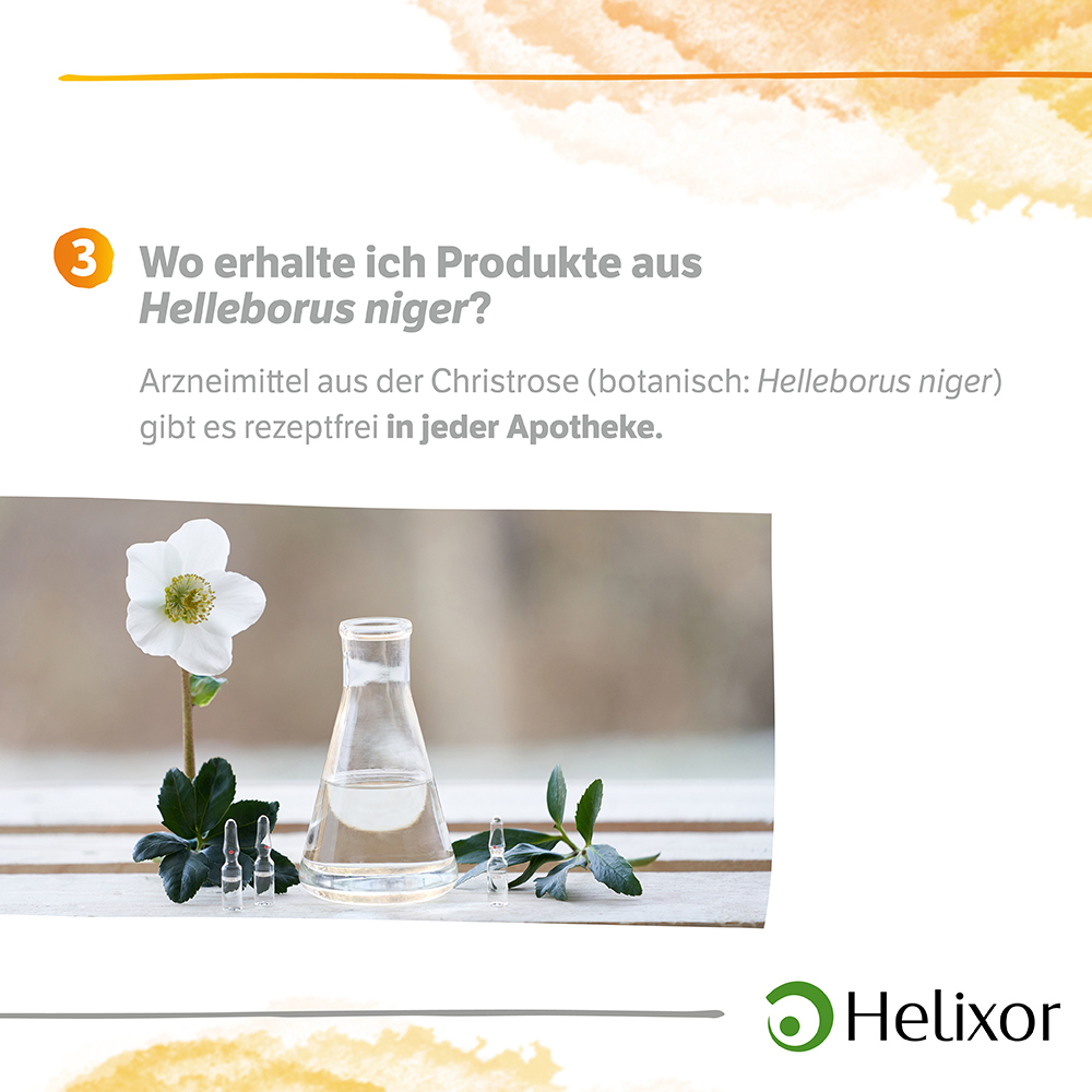 Helleborus foetidus aquos. D12 Ampullen 8X1 ml Ampullen