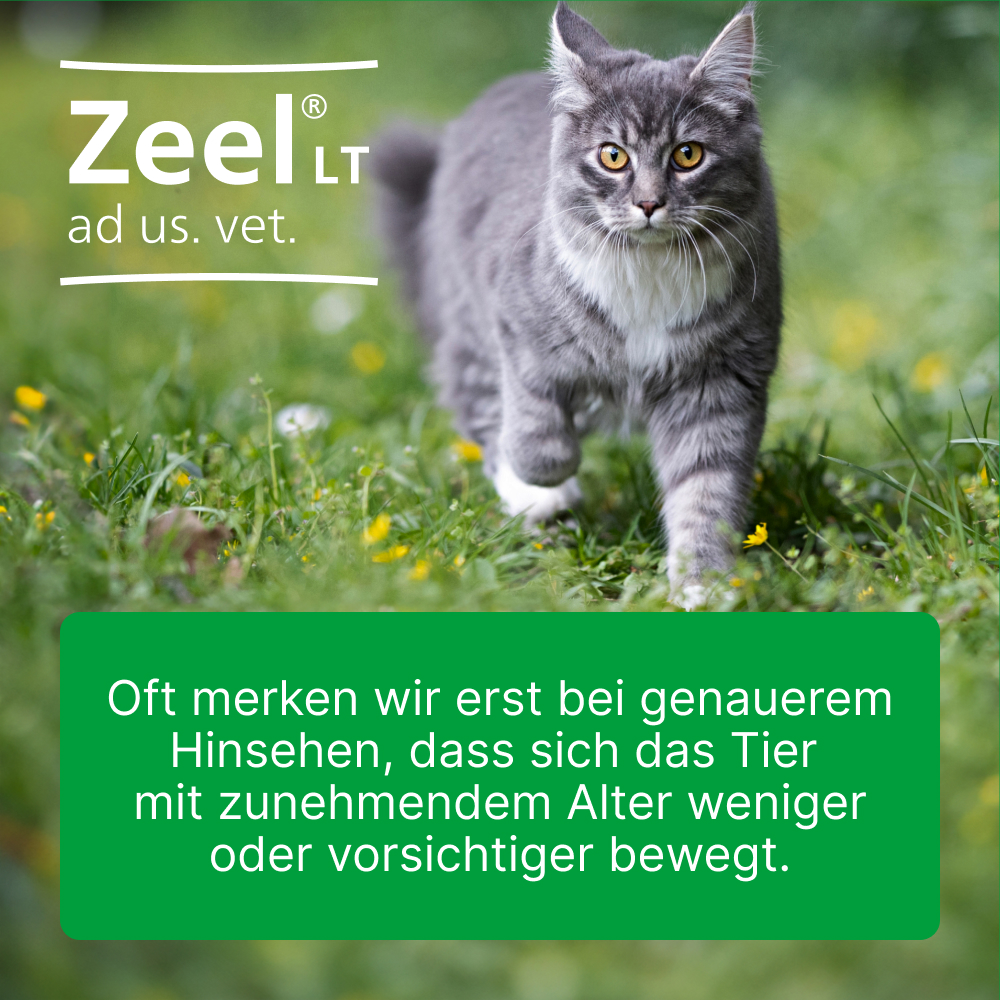 Zeel ad us. vet. 100 St Tabletten
