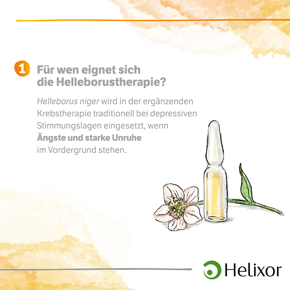 HELLEBORUS NIGER D 5 aquos.Ampullen 8 St Ampullen