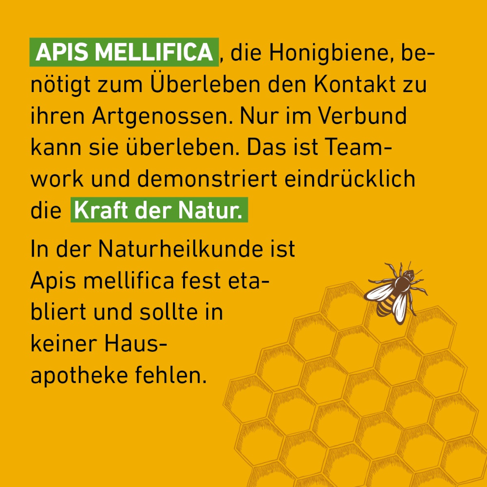 Apis mellifica D6 Globuli Pflüger 10 g Globuli