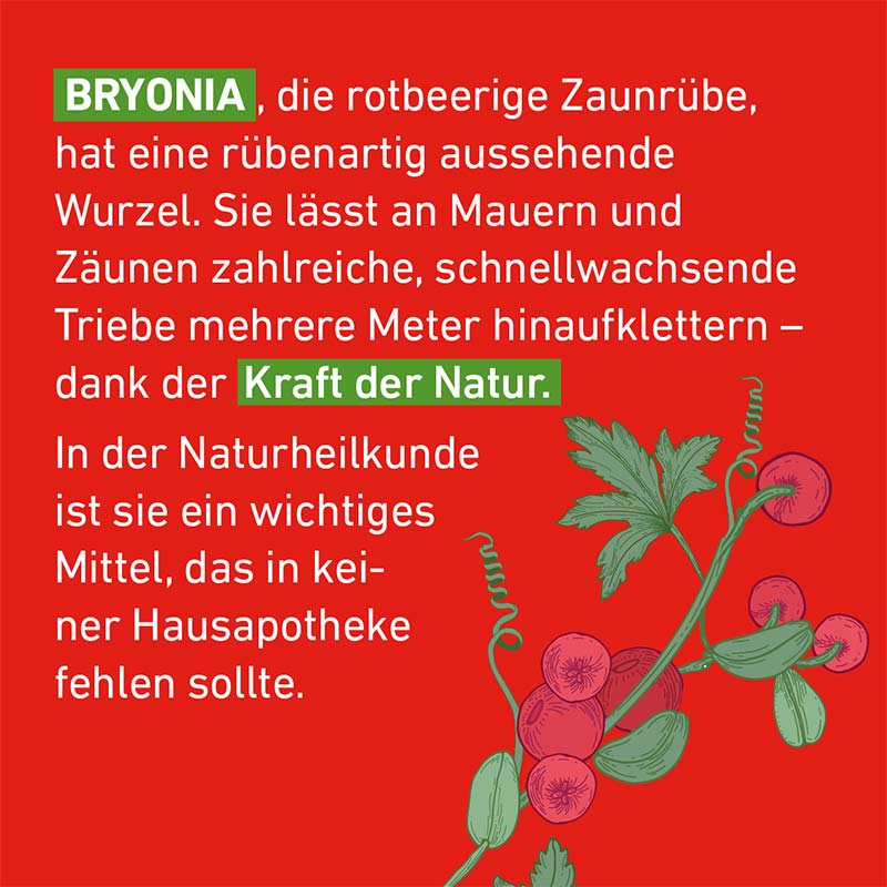 Bryonia D12 Globuli Pflüger 10 g Globuli