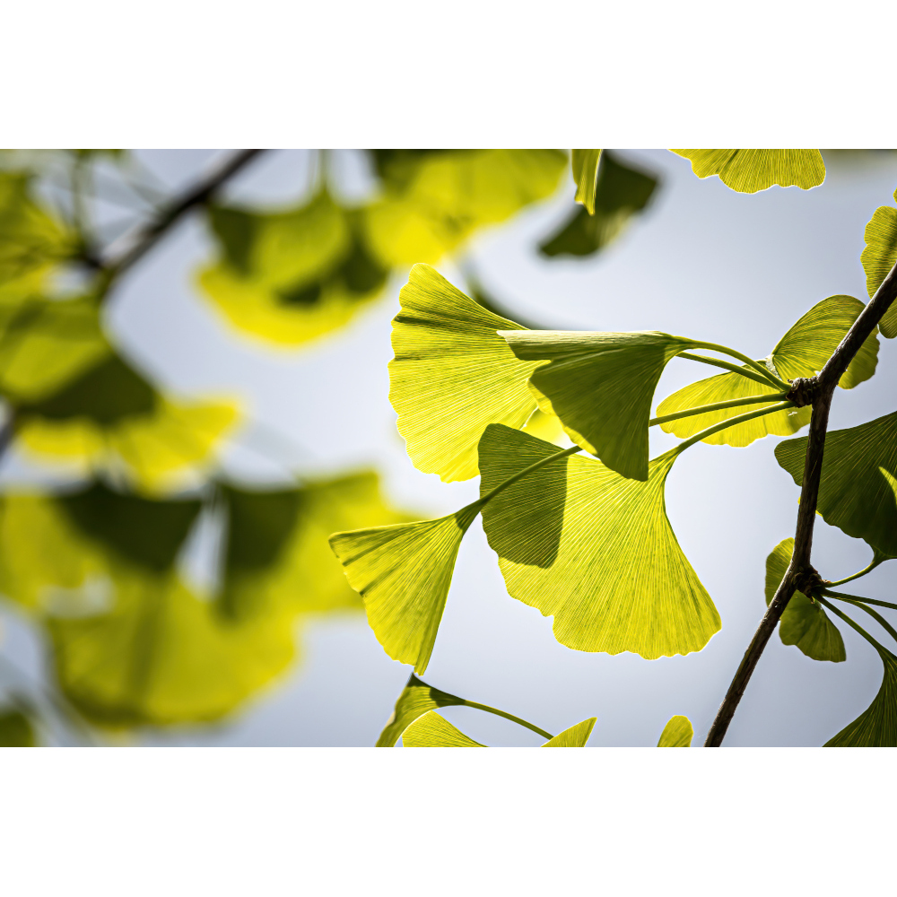 Ginkgo -1 A Pharma 120 mg 60 St Filmtabletten