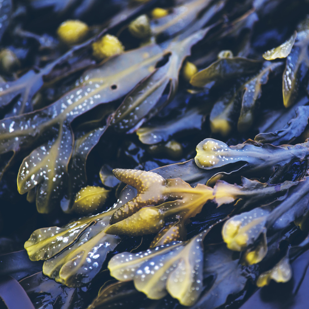 RAUSCH Einzelbeutel Anti-Fett-Kopfhaut-Kur mit Meerestang 15 ml 20X15 ml Beutel