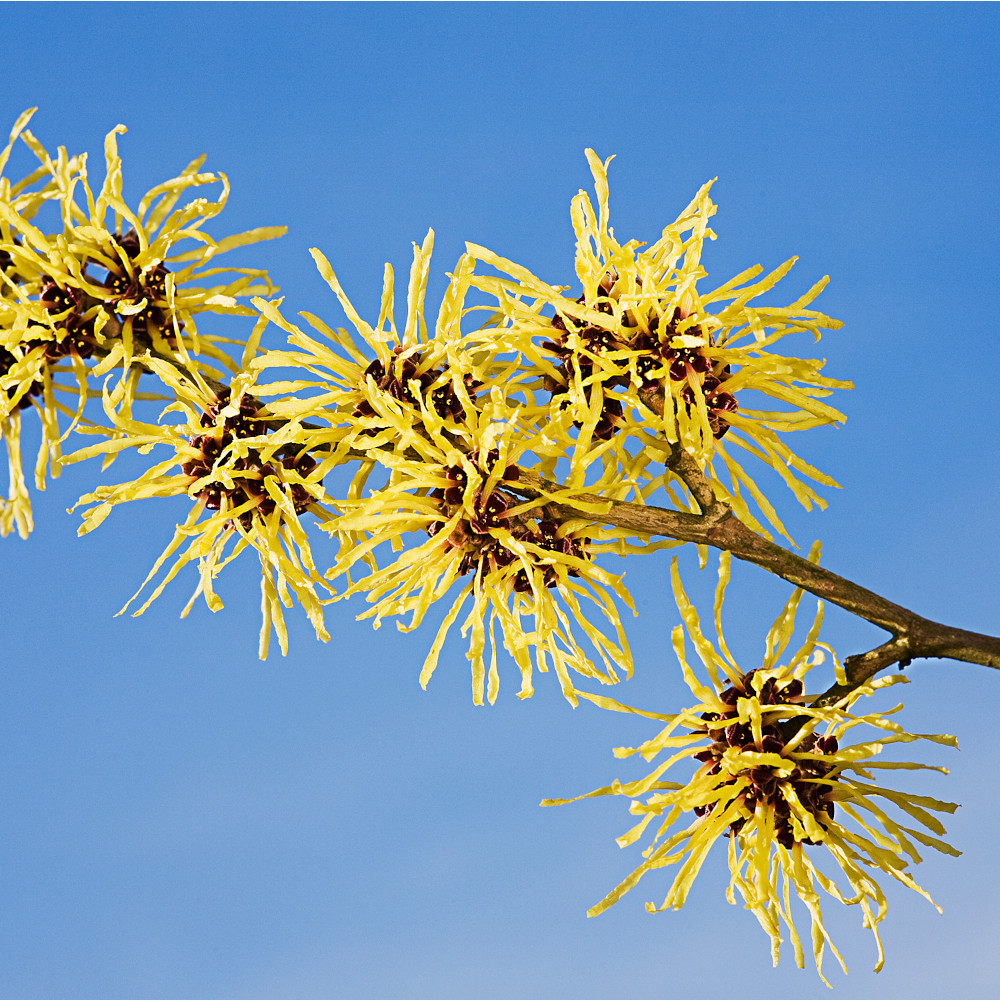 Weleda 24h Deo Roll-On FOR MEN 50 ml Flaschen