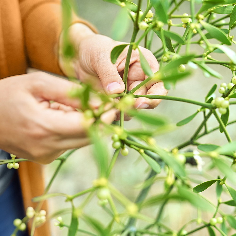 HELIXOR P Ampullen 10 mg 8 St Ampullen