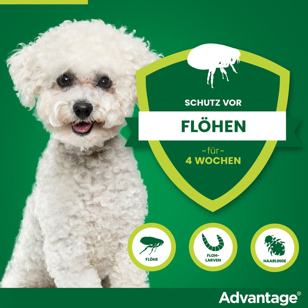 ADVANTAGE 100 HUND 4 St Lösung