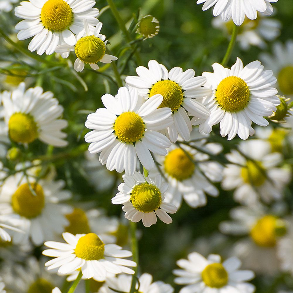 RAUSCH Sensitive Shower Gel mit Kamille 50ml 50 ml Duschgel