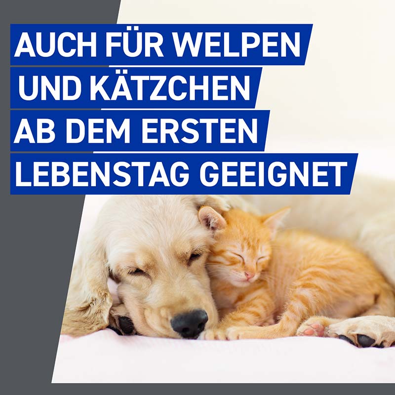 FRONTLINE - gegen Zecken und Flöhe für Hunde und Katzen 250 ml Spray