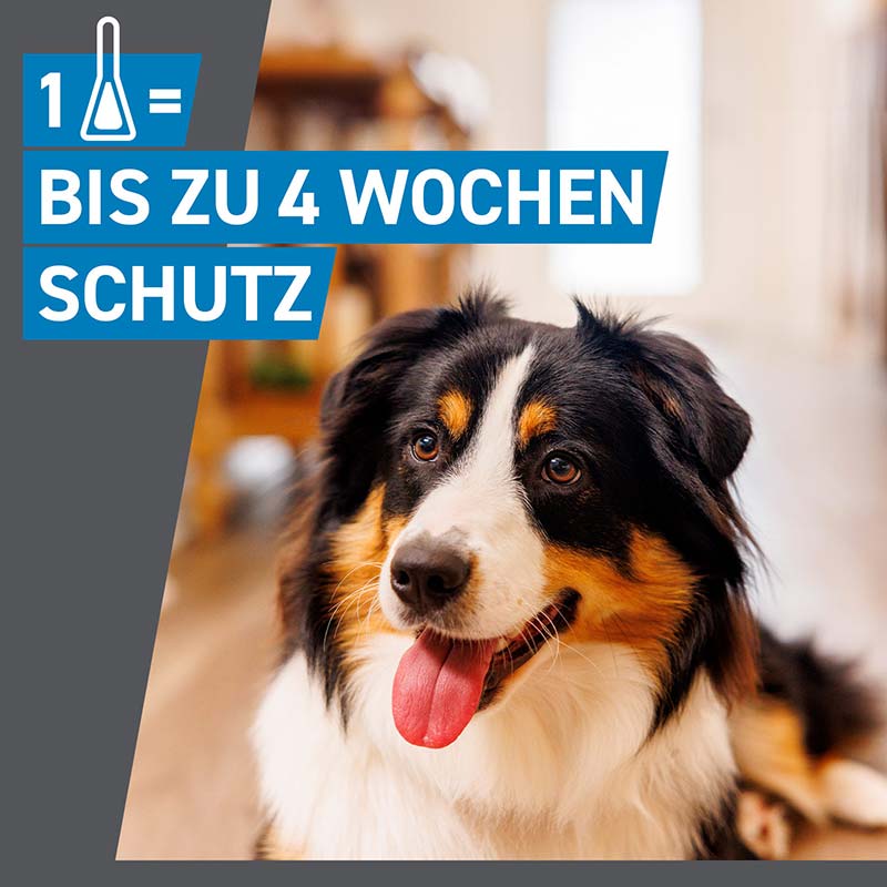 FRONTLINE SPOT-ON gegen Zecken, Flöhe und Haarlinge für Hunde S (2-10 kg)  3 St Lösung