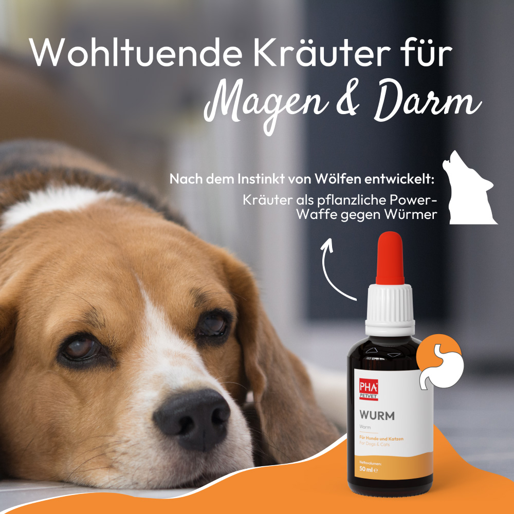 PHA Wurm für Hunde und Katzen 50 ml Tropfen
