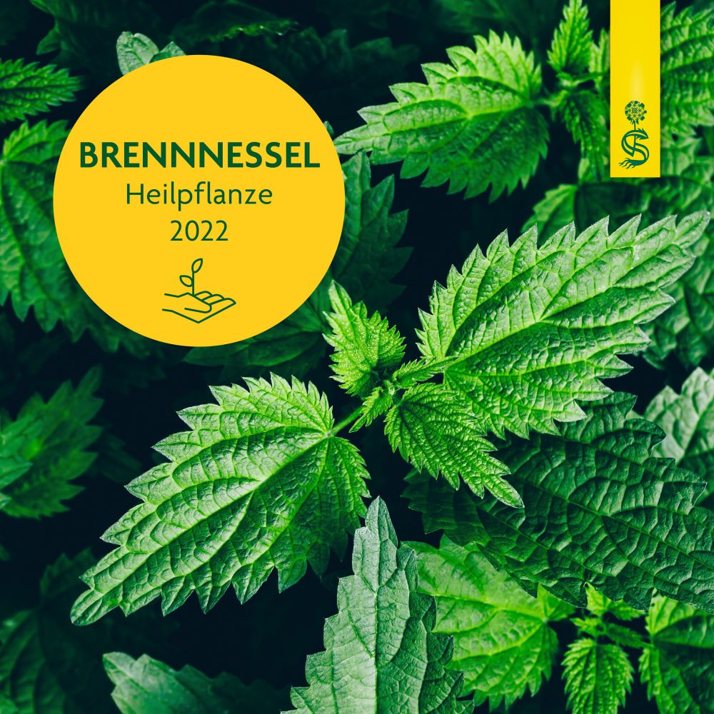 Schoenenberger Brennnessel Naturreiner Heilpflanzensaft 3X200 ml Saft