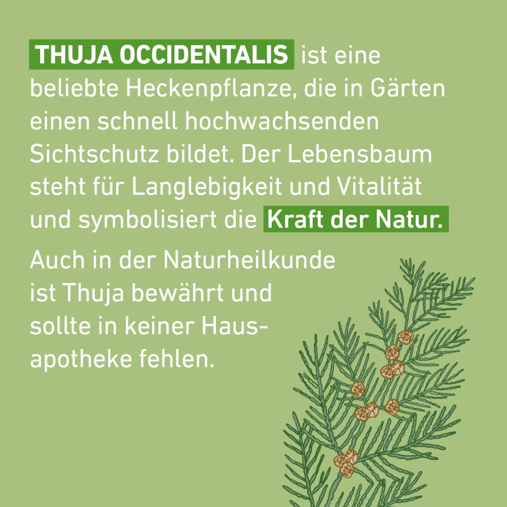 Thuja C30 Globuli Pflüger 10 g Globuli