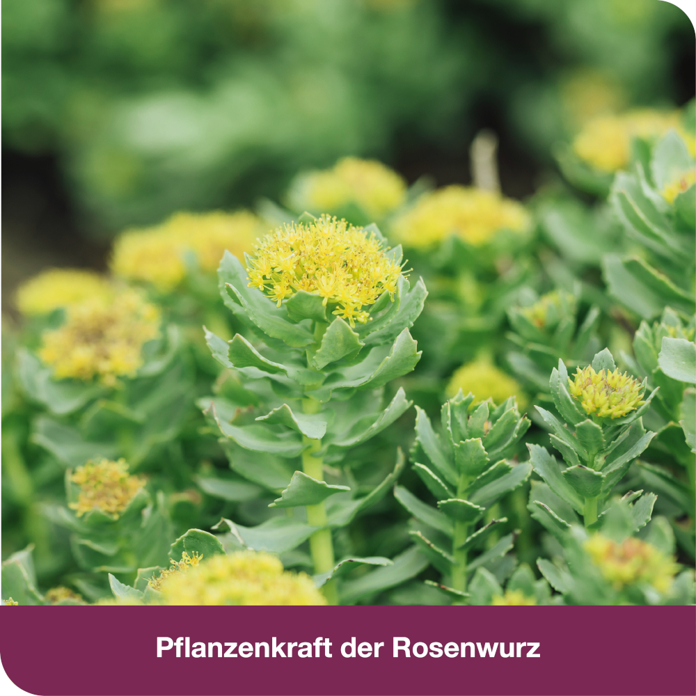 rhodioLoges 200 mg 60 St Filmtabletten