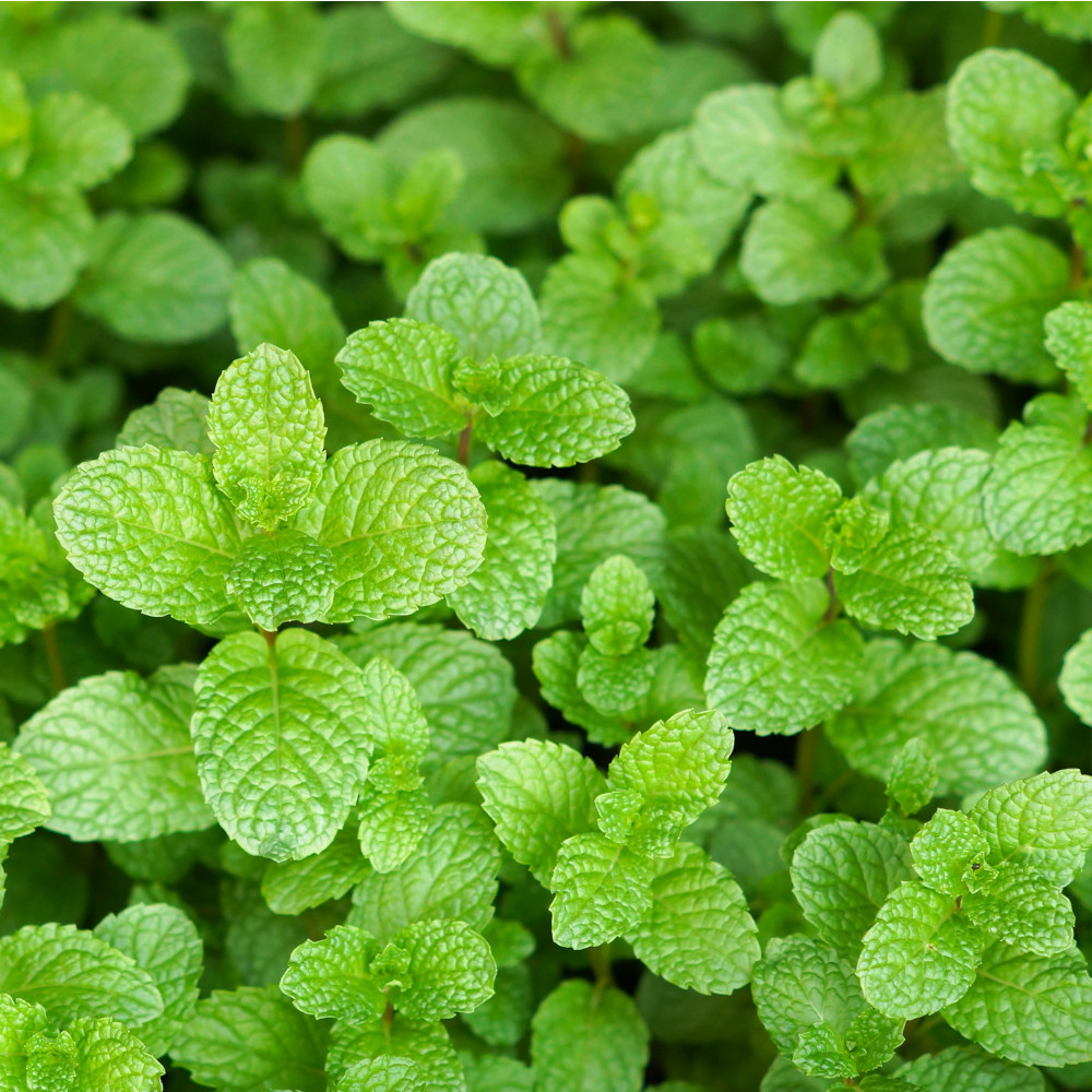 WELEDA ZAHNPFLEGE Sole-Zahncreme 75 ml Zahnpasta