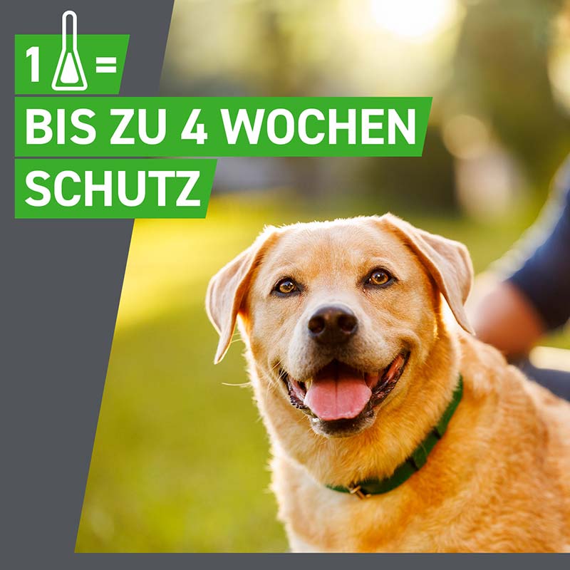 FRONTLINE COMBO gegen Zecken, Flöhe (Flöhe, Eier, Larven, Puppen) für Hunde S (5-10 Kg) 3 St Lösung