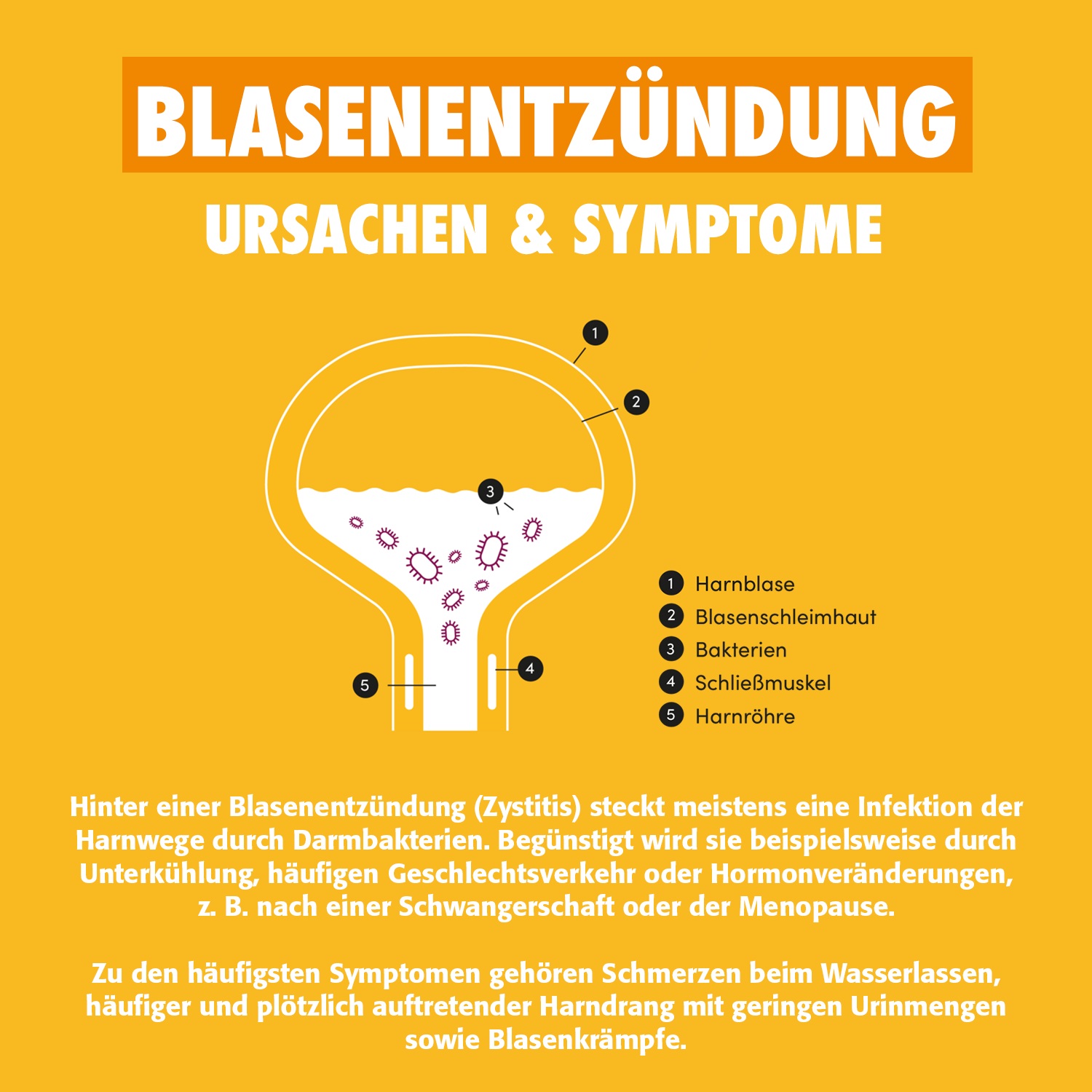 UROinfekt 14 St Filmtabletten