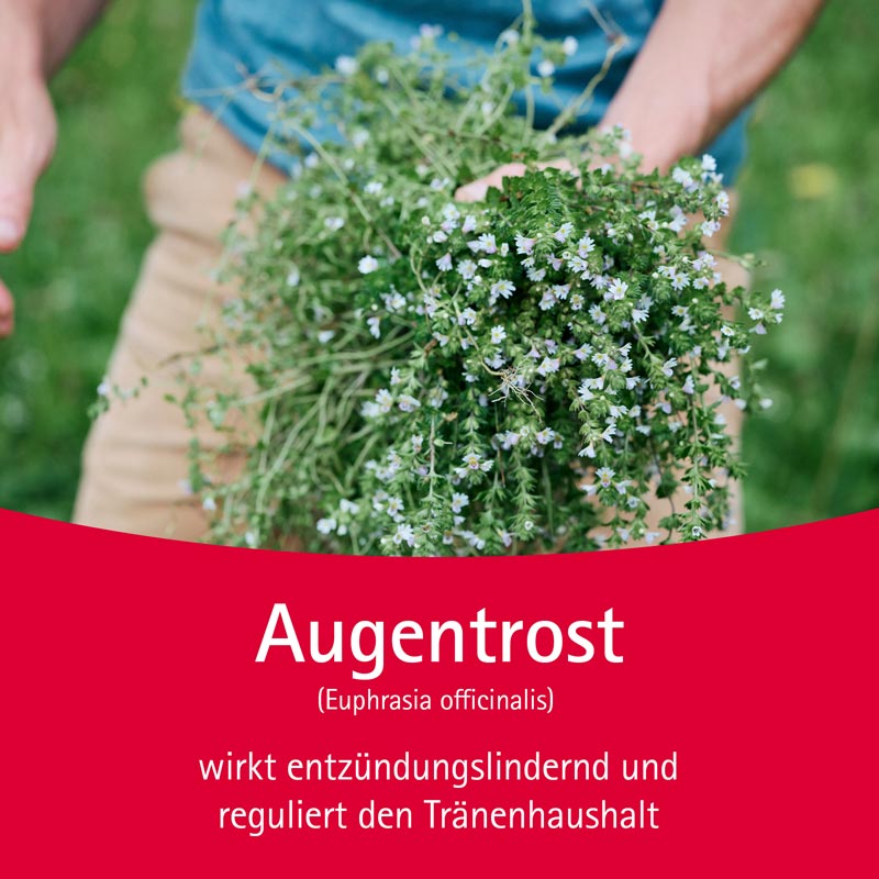 WALA Euphrasia Augentropfen 5X0.5 ml Augentropfen