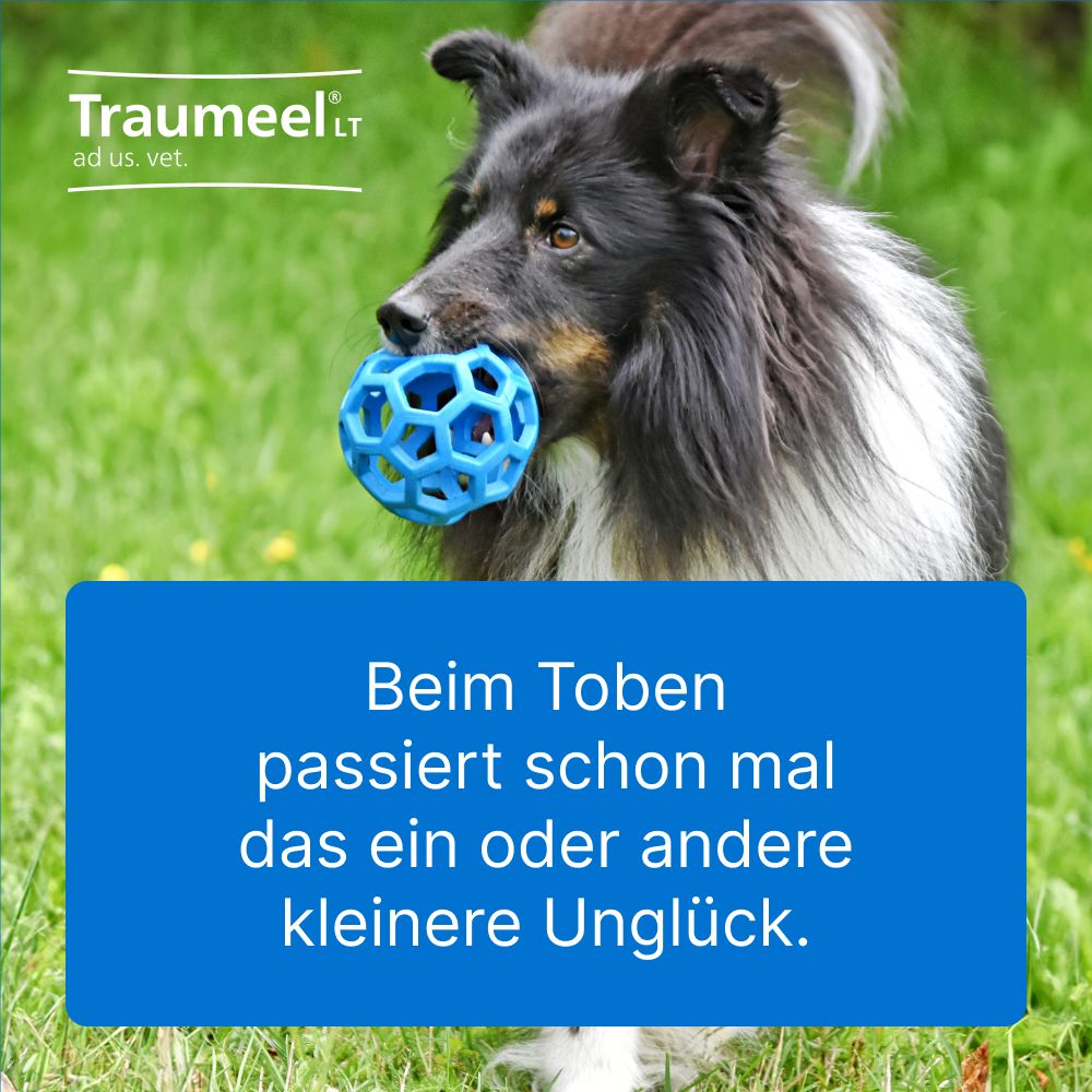 Traumeel LT ad us. vet. 250 St Tabletten