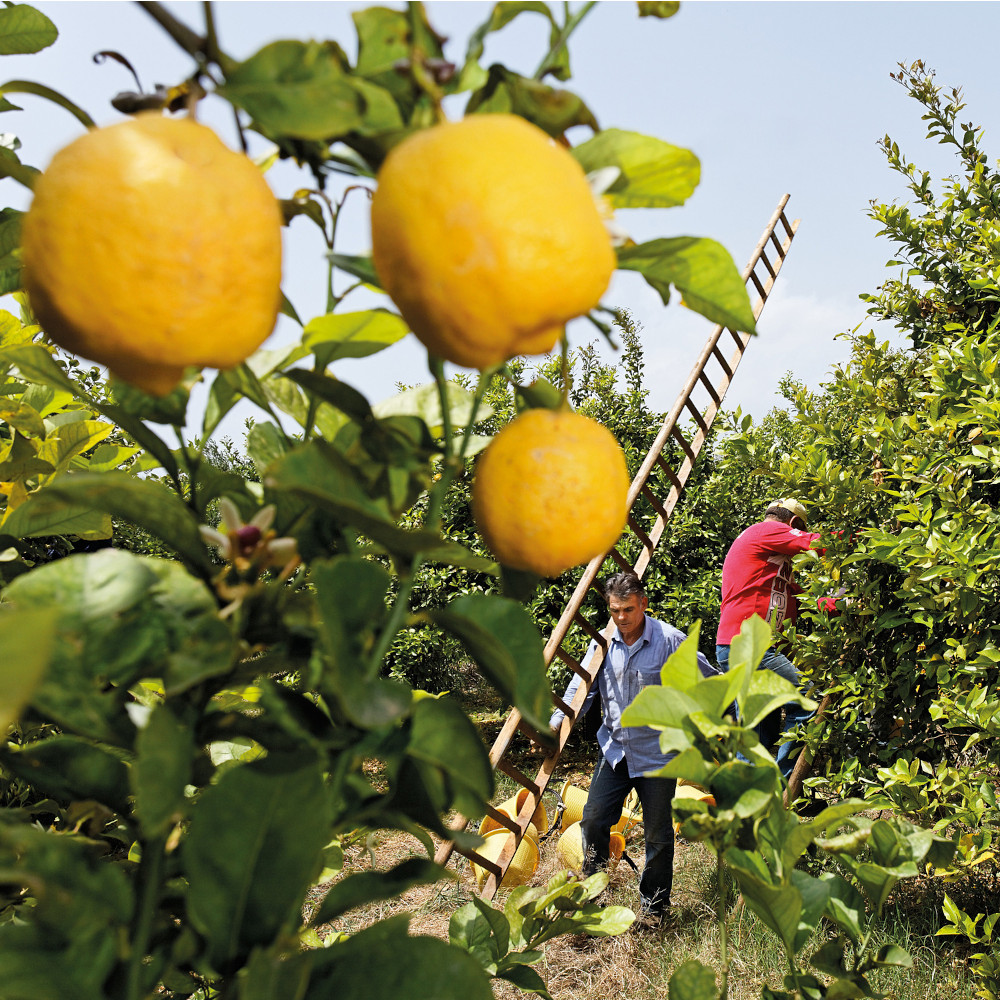 Weleda Körperöl Citrus 100 ml Öl