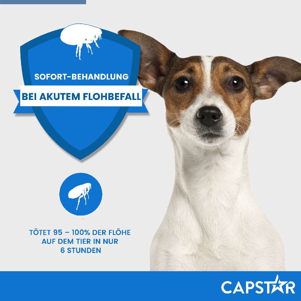 CAPSTAR KATZE + KL. HUND 6 St Tabletten