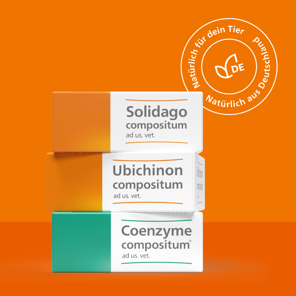 Ubichinon compositum ad us. vet.  10 St Ampullen