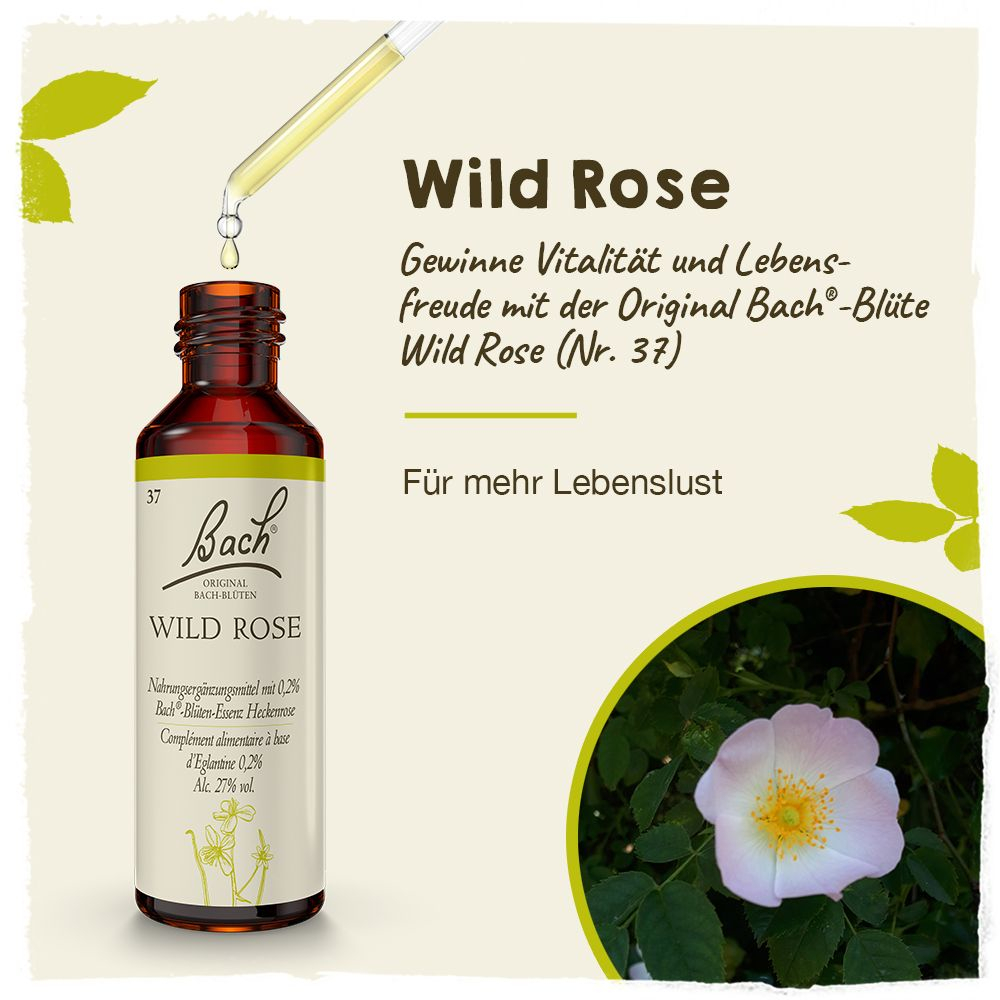 BACHBLÜTEN Original Wild Rose Nr.37 20 ml Tropfen