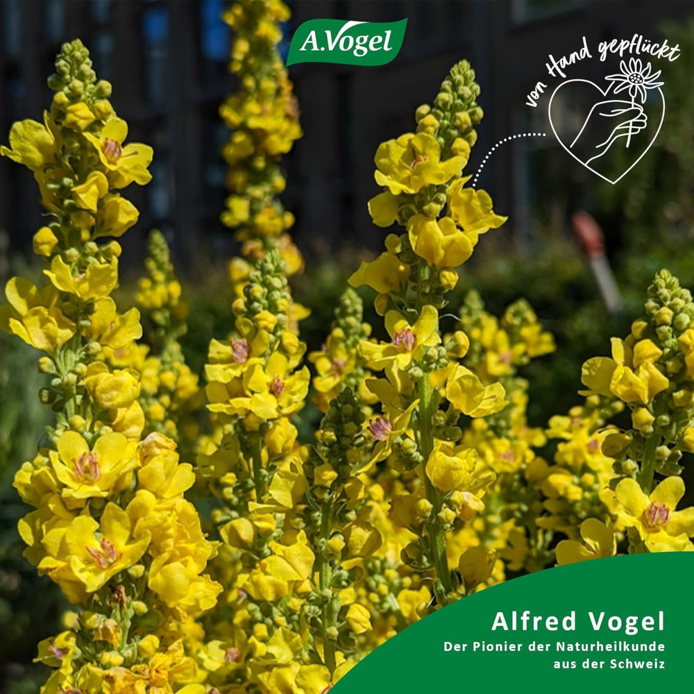 A.vogel Husten-spray Reizhusten 30 ml Spray