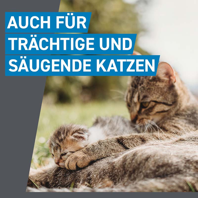 FRONTLINE SPOT-ON gegen Zecken und Flöhe für Katzen 6 St Lösung