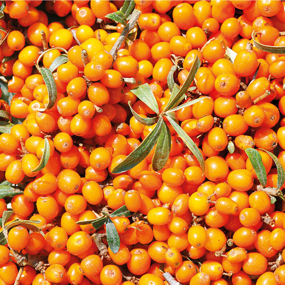 Weleda 24h Deo Roll-On Sanddorn 50 ml