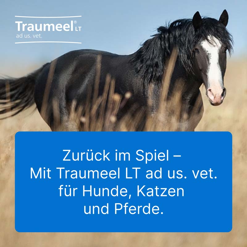 TRAUMEEL LT ad us.vet.Ampullen 5X5 ml Ampullen